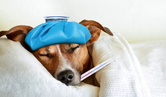 DIE HÄUFIGSTEN GESUNDHEITSPROBLEME BEI HUNDEN
